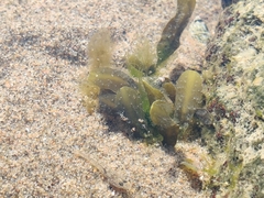 Halophila