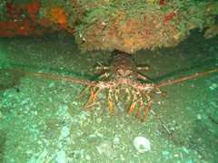 Panulirus homarus