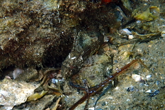 Centropogon australis