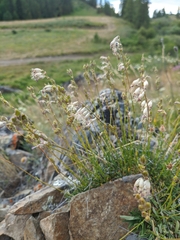 Silene turgida