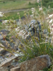 Silene turgida