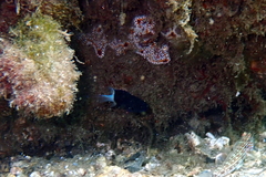 Pycnochromis margaritifer