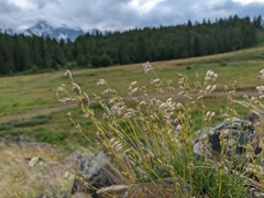 Silene turgida