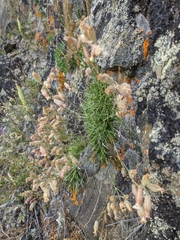 Silene turgida