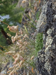 Silene turgida