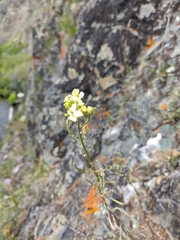 Erysimum flavum