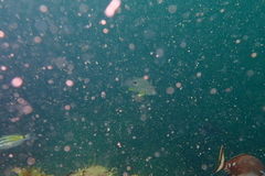Lutjanus russellii