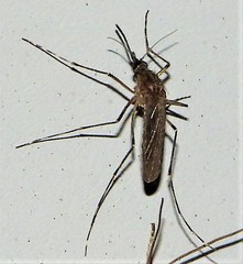 Coquillettidia perturbans