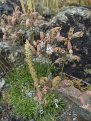 Silene turgida