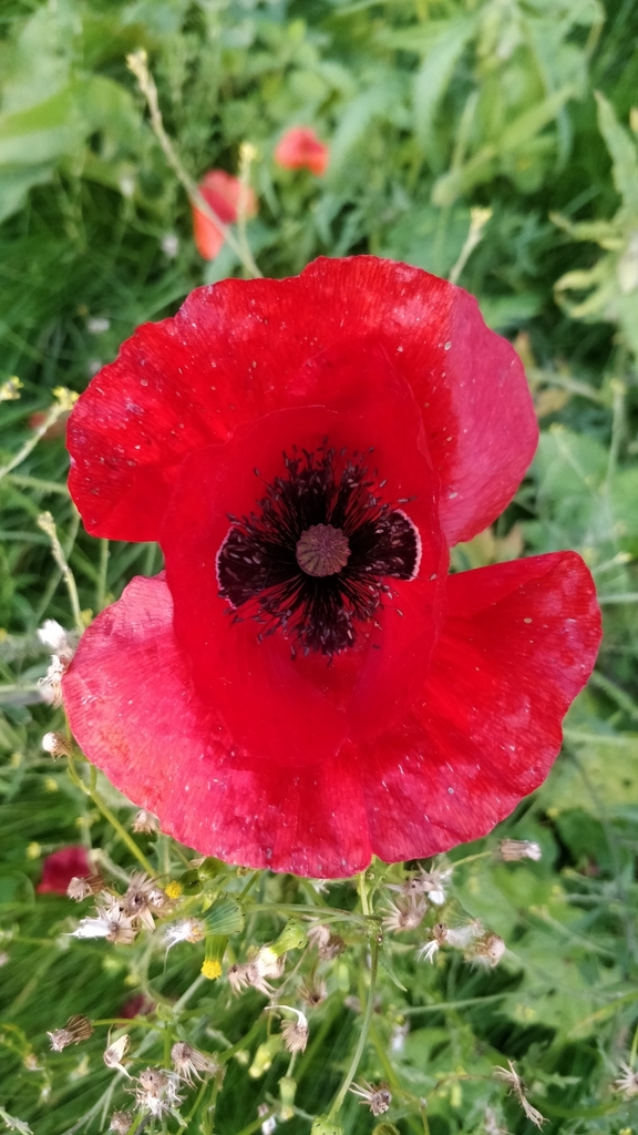 Common poppy from a top view