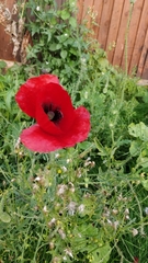 Papaver rhoeas