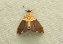 Agrotera basinotata