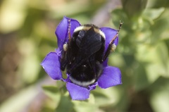 Bombus californicus