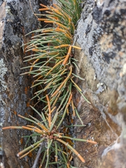 Ephedra monosperma