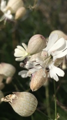 Silene uniflora uniflora
