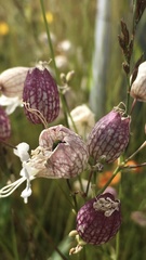Silene uniflora uniflora