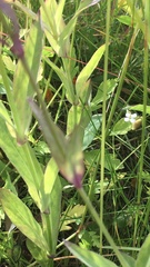 Silene uniflora uniflora