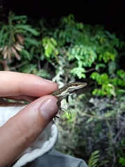 Anolis poncensis