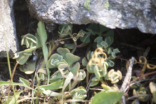 Sedum kiersteadiae