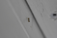 Argyresthia brockeella