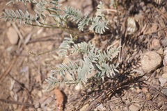 Astragalus whitneyi