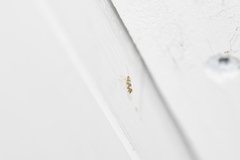 Argyresthia brockeella