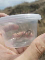 Bolivaria brachyptera