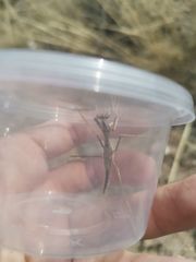 Bolivaria brachyptera