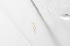 Argyresthia brockeella