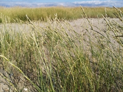 Elymus farctus