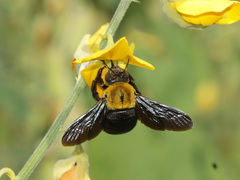 Xylocopa minor