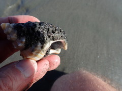 Neosabellaria kaiparaensis