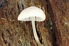 Mycena subgalericulata