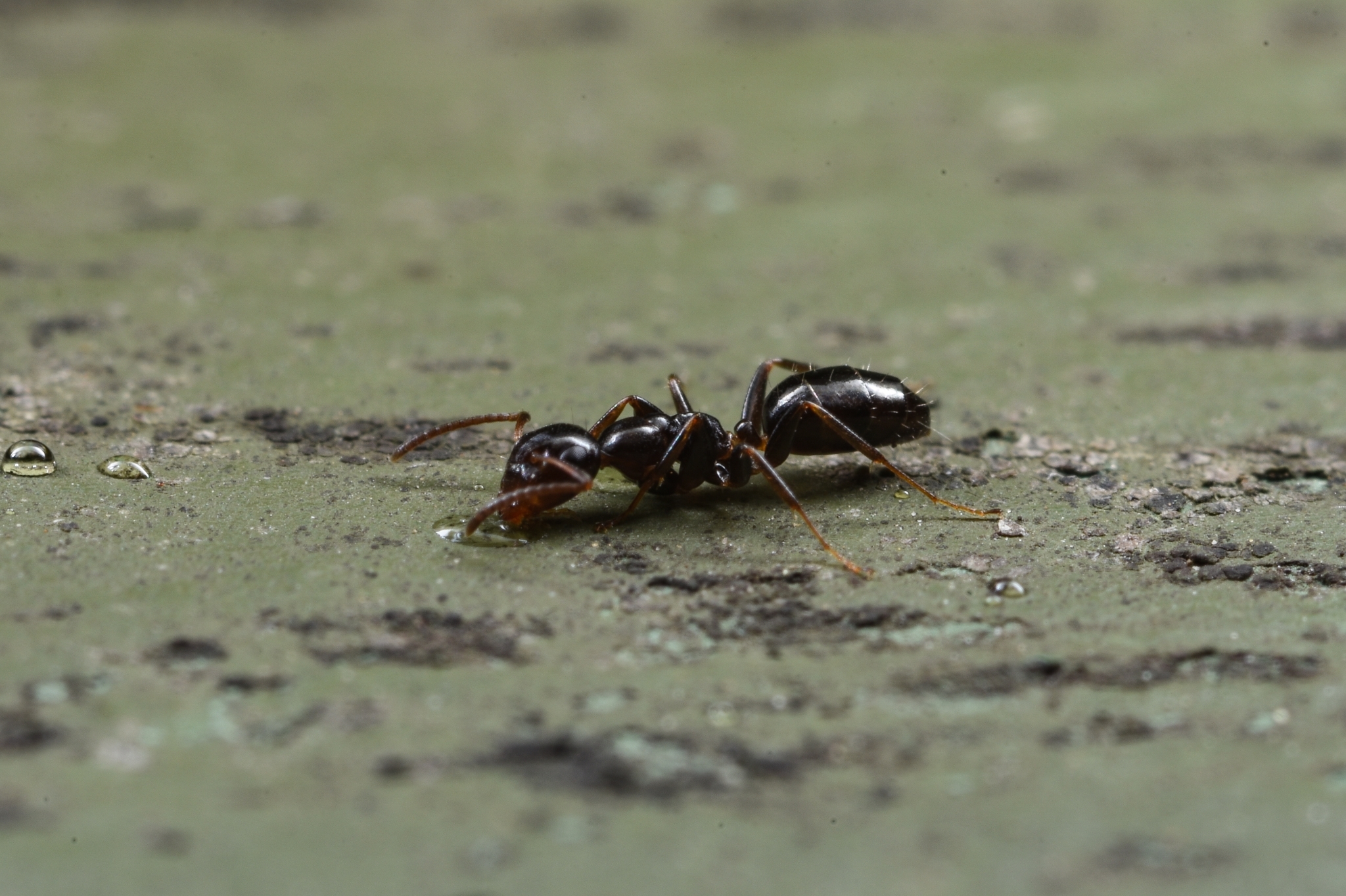 Colobopsis sanguinifrons