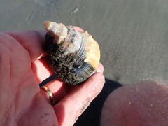 Neosabellaria kaiparaensis