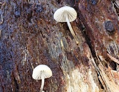 Mycena subgalericulata