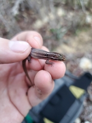 Sphaerodactylus roosevelti