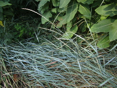 Thinopyrum intermedium intermedium