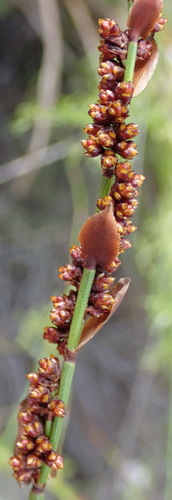 Image of Elegia hookeriana by (c) Nicola van Berkel, some rights reserved (CC BY-SA)