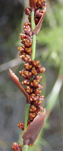 Image of Elegia hookeriana by (c) Nicola van Berkel, some rights reserved (CC BY-SA)