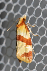 Phalonidia albipalpana