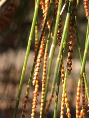 Allocasuarina torulosa