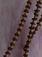 Allocasuarina torulosa