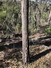 Allocasuarina torulosa