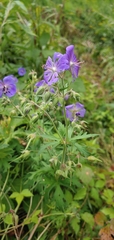 Geranium pratense