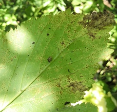 Puccinia angelicae