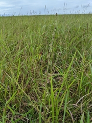 Centranthera cochinchinensis