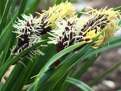 Carex microchaeta
