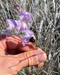 Gladiolus mutabilis