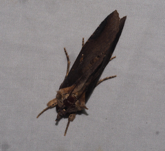Ercheia